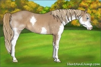 Horse Color:Chestnut Splash 