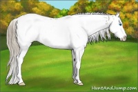 Horse Color:White Spotted Liver Chestnut Splash 