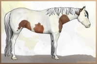 Horse Color:Bay Splash Tobiano Appaloosa Rabicano 