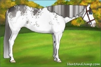 Horse Color:White Spotted Black Sabino Splash Appaloosa 