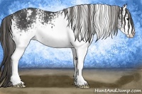 Horse Color:White Spotted Black Splash Appaloosa 
