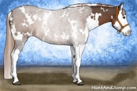 Horse Color:White Spotted Liver Chestnut Splash 