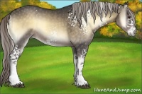 Horse Color:White Spotted Chocolate Palomino Onyx 