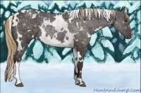 Horse Color:White Spotted Liver Chestnut Rabicano 