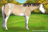 Horse Color:White Spotted Amber Cream Champagne Splash 
