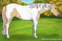 Horse Color:Palomino Roan Dun Tobiano 