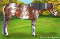 Horse Color:White Spotted Bay 