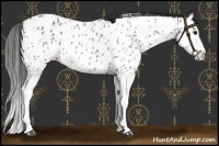 Horse Color:Blue Roan Splash Near Leopard 
