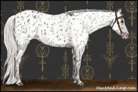 Horse Color:Silver Grullo Appaloosa 