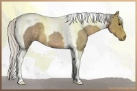 Horse Color:Silver Smoky Blue Roan Tobiano 