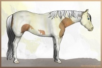 Horse Color:Buckskin Roan Splash Tobiano Rabicano