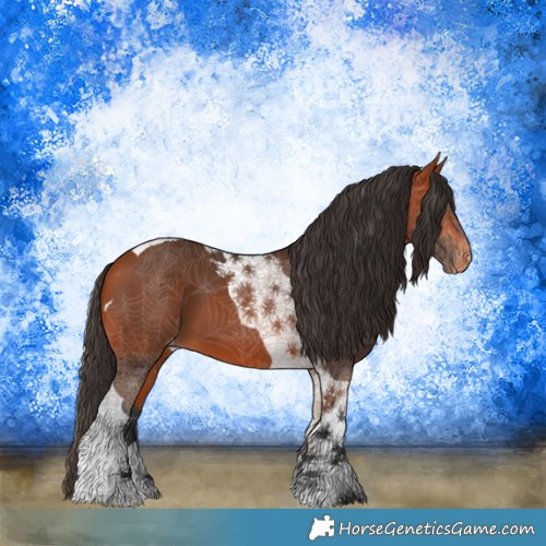 Horse Color:Bay Tobiano Appaloosa 