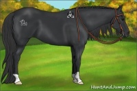 Horse Color:Black 