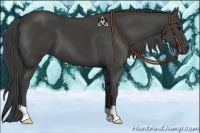 Horse Color:Smoky Black 