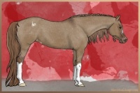 Horse Color:Liver Red Dun Appaloosa