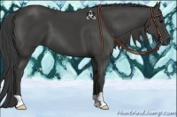 Horse Color:Smoky Black