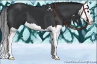 Horse Color:Black Splash 