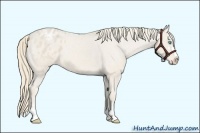 Horse Color:Smoky Creme Sabino Appaloosa