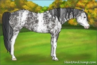 Horse Color:White Spotted Black