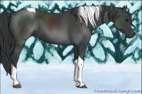 Horse Color:Black Tobiano 