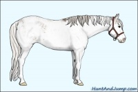Horse Color:Silver Black Sabino 