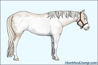 Horse Color:Palomino Roan Pearl Sabino Frame 