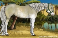 Horse Color:Chocolate Palomino Dun Sabino 