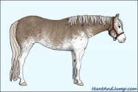 Horse Color:White Spotted Silver Smoky Black Sabino Rabicano