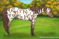 Horse Color:Bay Dun Near Leopard Brindle 