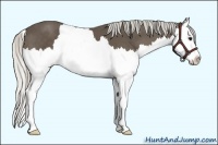Horse Color:Silver Smoky Black Sabino Splash 