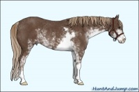 Horse Color:Liver Chestnut Sabino Rabicano 
