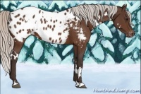 Horse Color:White Spotted Silver Bay Appaloosa