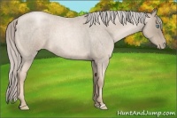 Horse Color:Chocolate Palomino Roan Pearl 