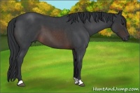 Horse Color:Brown Roan