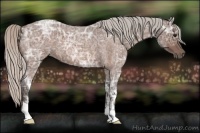 Horse Color:Silver Bay Ice Roan 