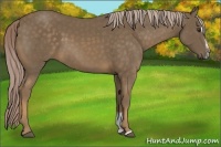 Horse Color:Chocolate Palomino Sabino 