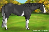 Horse Color:White Spotted Black Splash