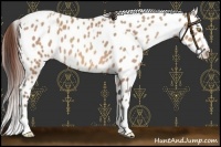 Horse Color:Amber Champagne Appaloosa  and Amber Champagne Appaloosa 