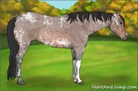 Horse Color:Bay Ice Roan 