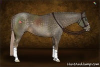 Horse Color:Chocolate Palomino 
