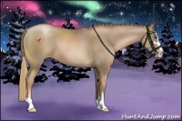 Horse Color:Liver Chestnut Pearl Sabino 