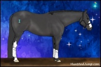 Horse Color:Smoky Black 