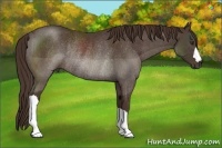 Horse Color:Liver Chestnut Rabicano 