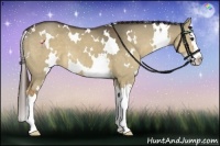 Horse Color:White Spotted Liver Red Dun Sabino Splash 