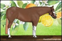 Horse Color:White Spotted Chestnut Tobiano 