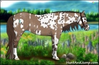 Horse Color:Liver Chestnut Appaloosa  and Liver Red Dun 
