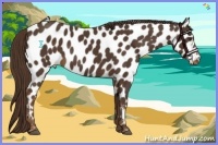Horse Color:Liver Chestnut Appaloosa 
