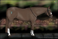 Horse Color:Liver Chestnut 
