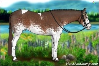 Horse Color:White Spotted Liver Chestnut Tobiano 