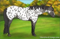 Horse Color:Grullo Appaloosa 